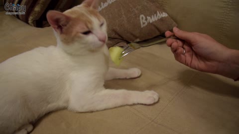Cat not a fan of trying melon