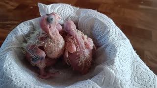 Cockatiel chick inspection