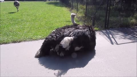 Zoo Starts Playing Music, Then This Ostrich Busts Out Some Feathery Moves On Camera
