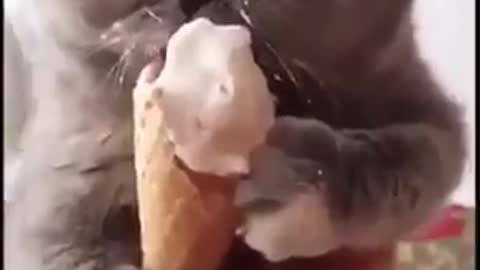 Funny cat A cat enjoys eating la glace in a funny way😂😂😂😂❤️❤️