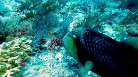 Titan triggerfish avoided by scuba divers for very good reason
