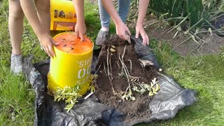 Harvesting Bucket Potatoes