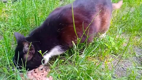Adorable scared black and white cat!!!😍❤️(part 83)