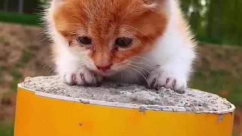 Cute cat make a wonderful drum sound