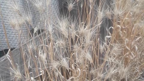 Dry spikelets