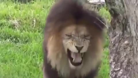 Funny Prank Dog - fake Lion and Tiger