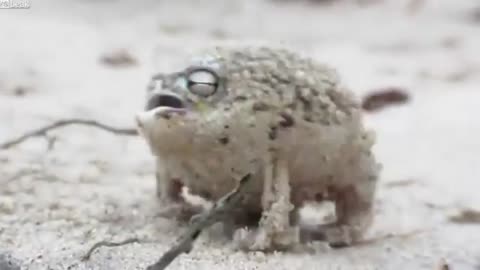 A curious rain frog