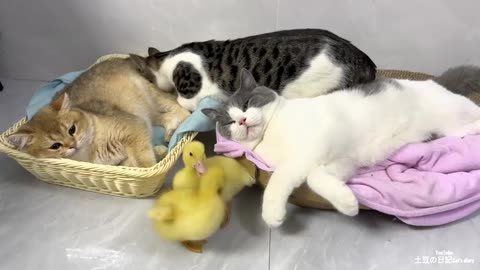 The naughty duckling teases the kind kitten, hugging it tightly to sleep.