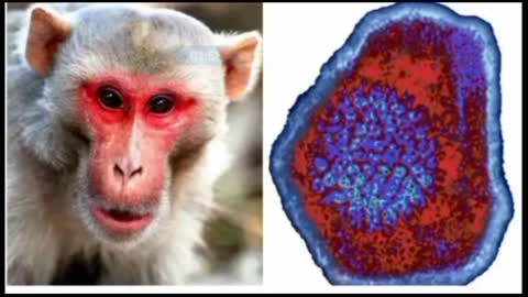 Monkey bee virus // odisha news // Today breaking news in odia