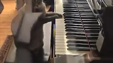 When he hardly played piano, we secretly noticed|Cat funny video