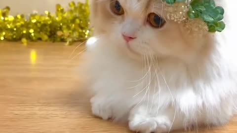 Tukur Tukur Cats _ Cute Cat Video _shorts _reels _cute _cat _cats -- )