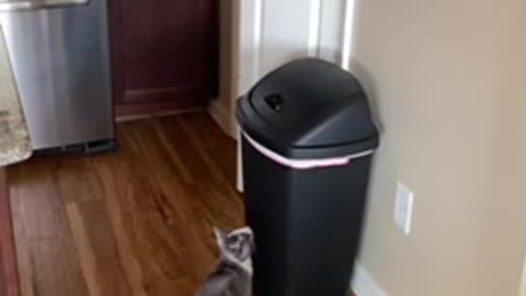 Cat and trashcan