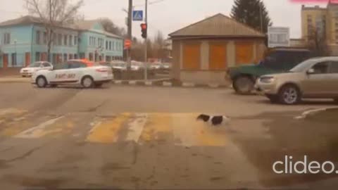 Dashcam Dog Walking Across The Street