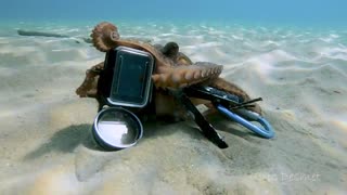 Octopus Rides on GoPro
