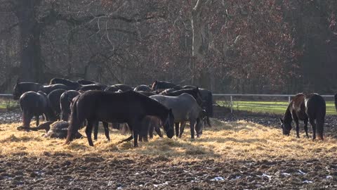 A herd of black horses eats hay in a paddock, one horse stands alone on the right side