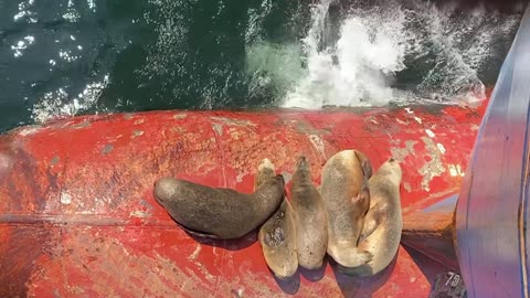 Relaxing Sea Lions Bout over Spot