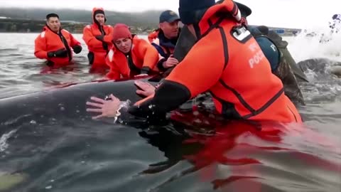 Baby killer whale rescued in Russia's Far East