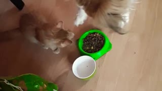 Gentle dog shares food with kitten friend