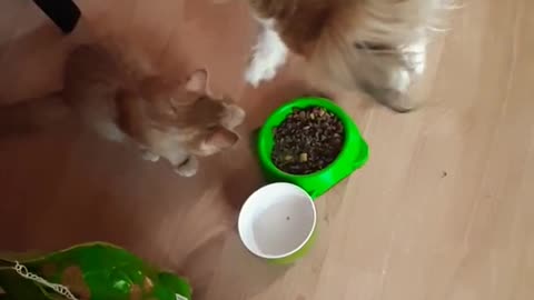 Gentle dog shares food with kitten friend