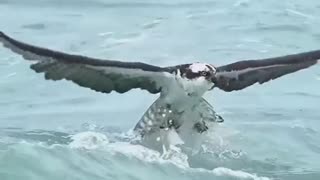 Osprey - catching fish