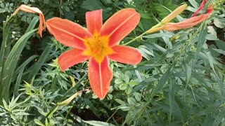 Tiger Lily