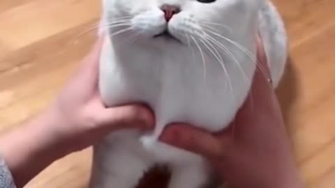 most satisfying cat funny video