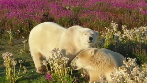 Polar Bears Stroll Through Fields of Wildflowers