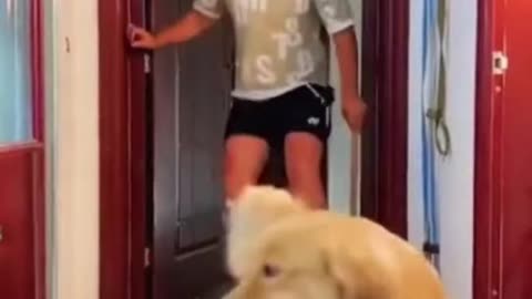 Funny and cute dog