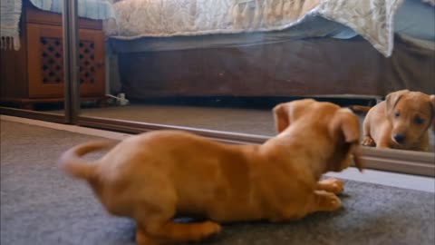 Funny Dog Barking At Itself In The Mirror