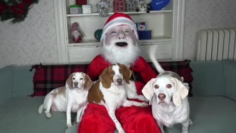 Dogs Think Santa is intruder! Funny Dogs, Potpie, Penny Holliday Battle. Santa Claus