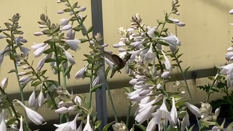 Hummingbird Glides Among The Flowers