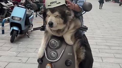 Dog Driving video