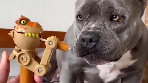 That is mine ! LOL | Funny Videos | Funny Dog Videos | #love #cats #cute #cuteness #dog #comedy