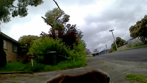 Steve the Shar Pei X goes on a little walk