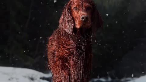 A Snowy Adventure with an Adorable Dog
