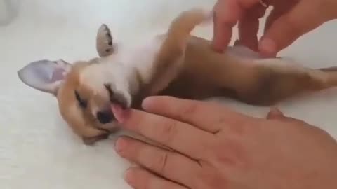 A Chihuahua puppy enjoying life