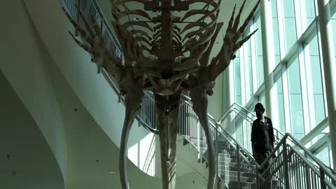 Dinosaur Bones on the ceiling at the Museum of the North of University of Alaska in Fairbanks