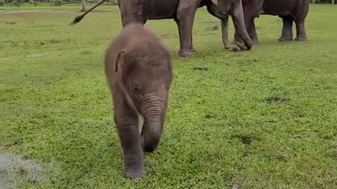 Elephant Nannies
