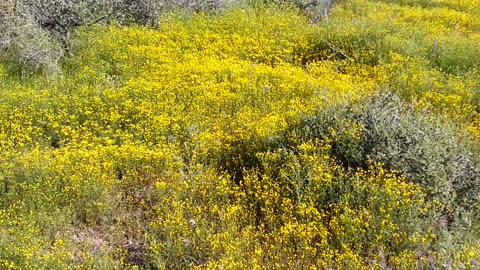 "Lost Gold Mine" trail in the Superstition Mountains.AZ 3/23/23