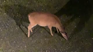 Deer 🦌 NW NC at The Treehouse 🌳 A pregnant Hattie hears a pack of coyotes and stays close to home