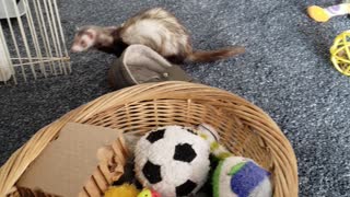 Meet Rocket and Piper Ferrets At Play