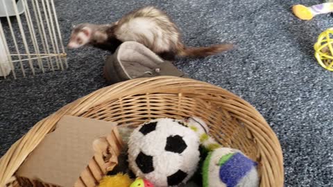 Meet Rocket and Piper Ferrets At Play