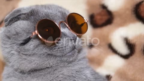 Swag of cat