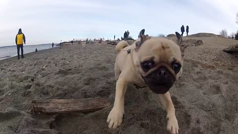 Pug Motocross