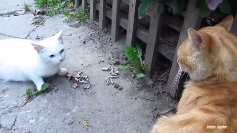 Small cat vs big cat very funny video