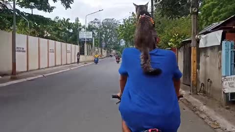 Cat Goes for Ride on Biking Human's Shoulders