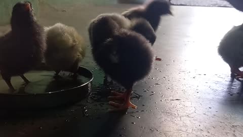 Chicken kits Eating