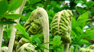 Fiddleheads