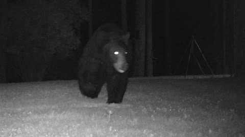 Black Bear Figures Out How to Open Gate