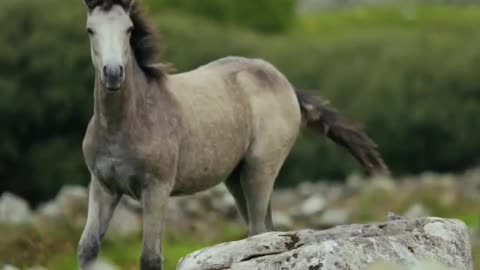 Horse interesting video